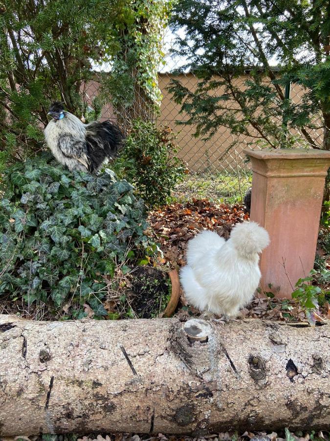 Entspannt In Nuernberg - Das Einhoernchen Buitenkant foto